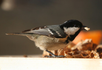 Menišček<br />(<em>Periparus ater</em>)