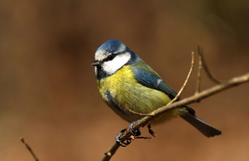 Plavček<br />(<em>Cyanistes caeruleus</em>)