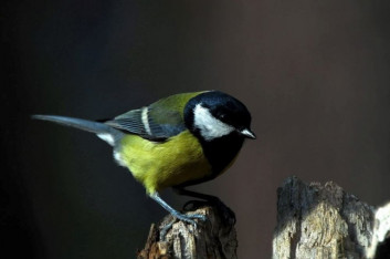 Velika sinica<br />(<em>Parus major</em>)