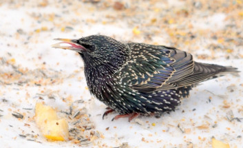 Škorec<br />(<em>Sturnus vulgaris</em>)