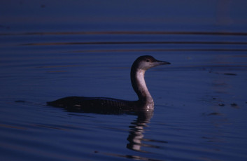 Polarni slapnik<br />(<em>Gavia arctica</em>)
