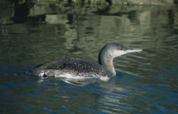 Rdečegrli slapnik<br />(<em>Gavia stellata</em>)