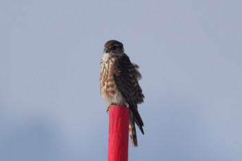 Mali sokol<br />(<em>Falco columbarius</em>)