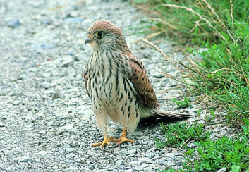 Južna postovka<br />(<em>Falco naumanni</em>)