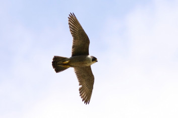 Sokol selec<br />(<em>Falco peregrinus</em>)