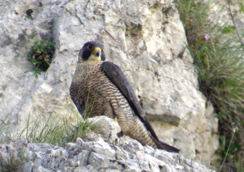 Sokol selec<br />(<em>Falco peregrinus</em>)