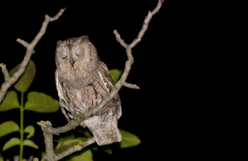 Veliki skovik<br />(<em>Otus scops</em>)