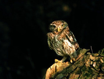 Čuk<br />(<em>Athene noctua</em>)