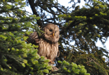 Kozača<br />(<em>Strix uralensis</em>)