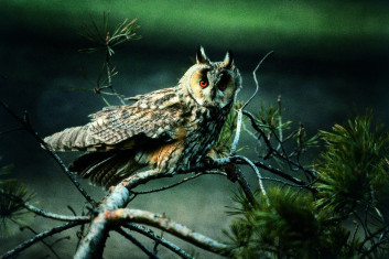 Mala uharica<br />(<em>Asio otus</em>)
