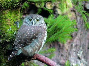Mali skovik<br />(<em>Glaucidium passerinum</em>)