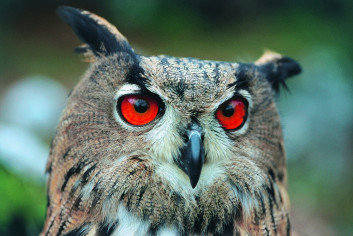 Velika uharica<br />(<em>Bubo bubo</em>)