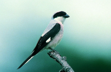 Črnočeli srakoper<br />(<em>Lanius minor</em>)