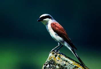 Rjavi srakoper<br />(<em>Lanius collurio</em>)