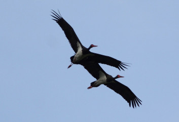 Črna štorklja<br />(<em>Ciconia nigra</em>)