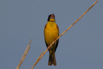 Črnoglavi strnad<br />(<em>Emberzia melanocephala</em>)