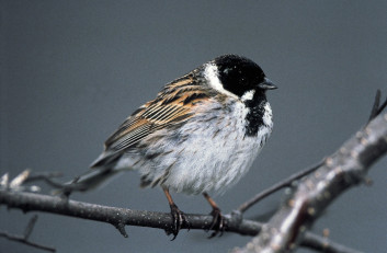 Trstni strnad<br />(<em>Emberzia schoeniclus</em>)
