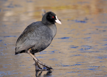 Liska<br />(<em>Fulica atra</em>)