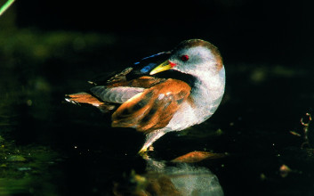 Mala tukalica<br />(<em>Rallus parva</em>)