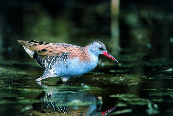 Mokož<br />(<em>Rallus aquaticus</em>)