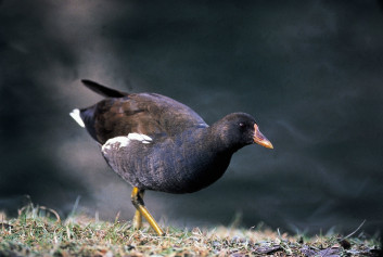 Zelenonoga tukalica<br />(<em>Gallinula chloropus</em>)