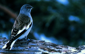 Planinski vrabec<br />(<em>Montifringilla nivalis</em>)
