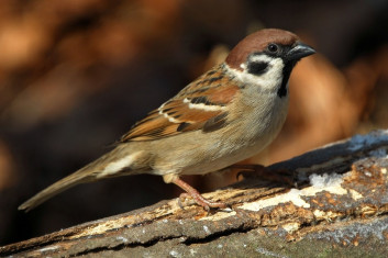 Poljski vrabec<br />(<em>Passer montanus</em>)