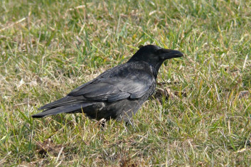 Črna vrana<br />(<em>Corvus corone</em>)