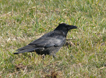 Črna vrana<br />(<em>Corvus corone</em>)