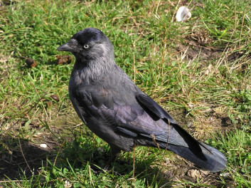 Kavka<br />(<em>Corvus monedula</em>)