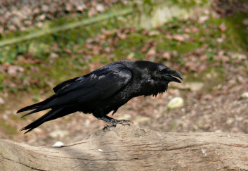 Krokar<br />(<em>Corvus corax</em>)