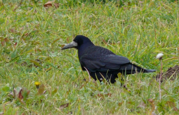 Poljska vrana<br />(<em>Corvus frugilegus</em>)
