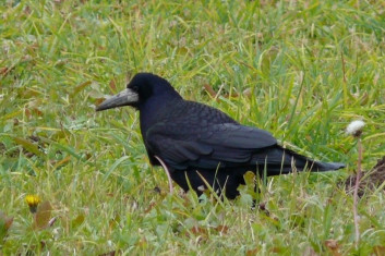 Poljska vrana<br />(<em>Corvus frugilegus</em>)