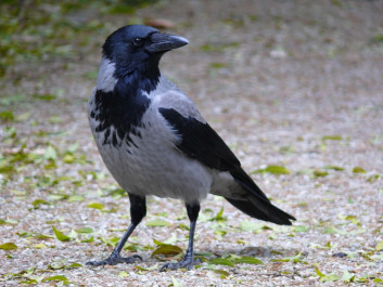 Siva vrana<br />(<em>Corvus cornix</em>)