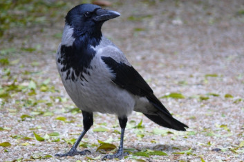 Siva vrana<br />(<em>Corvus cornix</em>)
