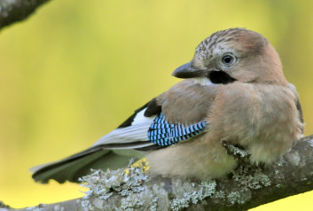 Šoja<br />(<em>Garrulus glandarius</em>)