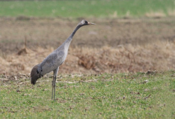 Žerjav<br />(<em>Grus grus</em>)