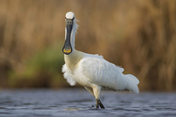 Žličarka<br />(<em>Platalea leucorodia</em>)