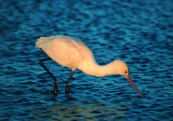 Žličarka<br />(<em>Platalea leucorodia</em>)