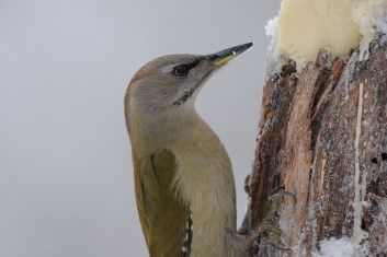 Pivka<br />(<em>Picus canus</em>)