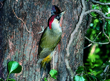 Zelena žolna<br />(<em>Picus viridis</em>)