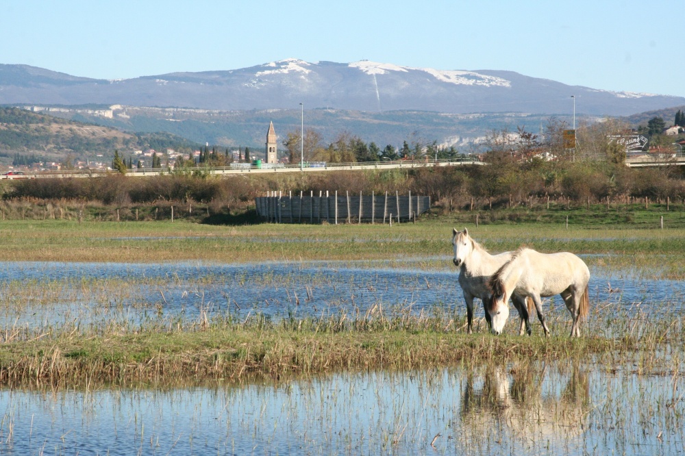 Ustanovna skupščina DOPPS