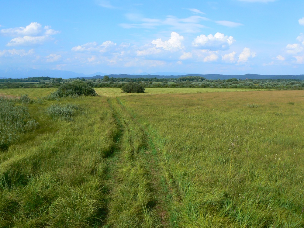 Ustanovna skupščina DOPPS