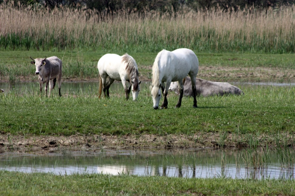 Ustanovna skupščina DOPPS