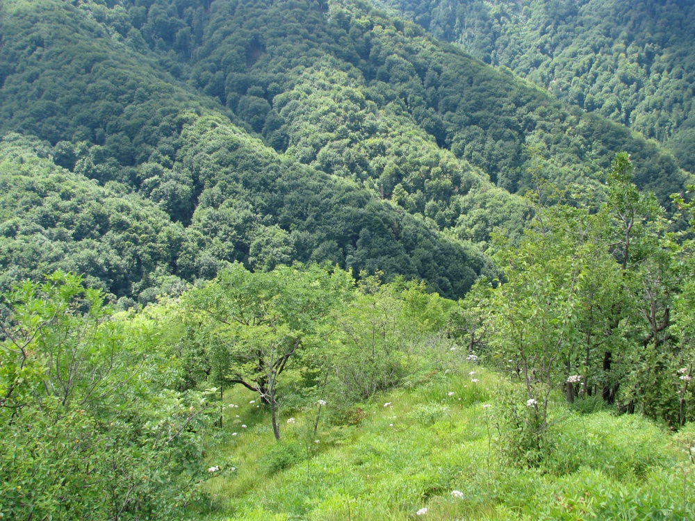 Ustanovna skupščina DOPPS