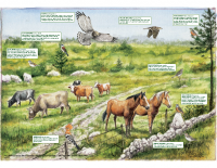 2008, Suhi travniki, pašniki in ogrožene vrste ptic: priporočila za pticam prijazne načine gospodarjenja