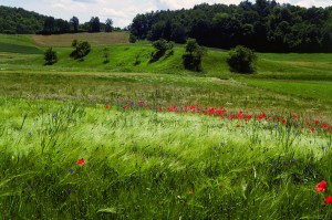 Programi razvoja podeželja – bodo resnično prispevali k varstvu evropske naravne dediščine?