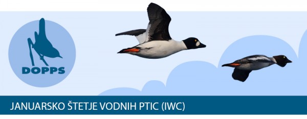 Januarsko &scaron;tetje vodnih ptic 2017