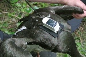 Frančku, kot so ptico poimenovali, so namestili GPS oddajnik.
