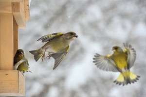Ali so ptice lačne?